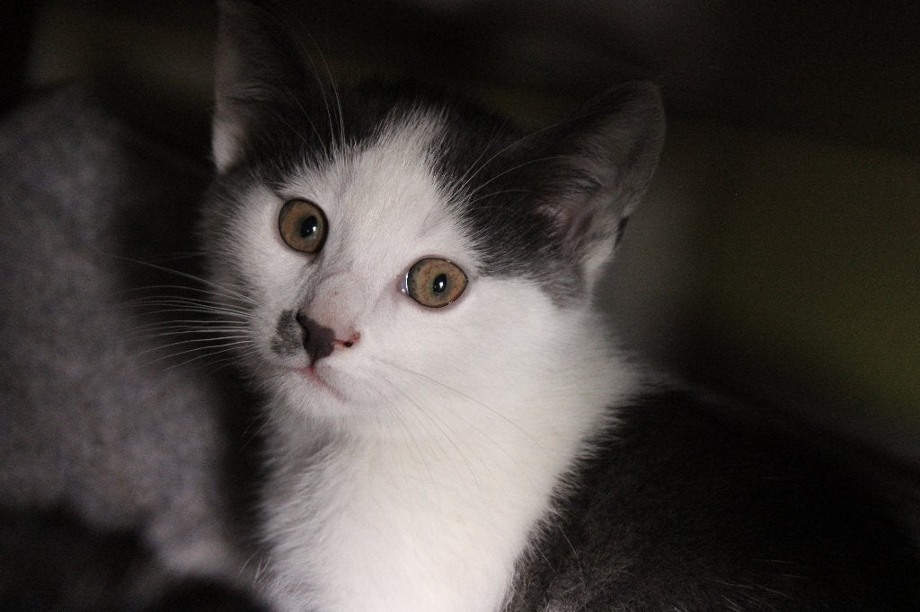 boerderij kittens katertje grijs-wit 9 weken, Dieren en Toebehoren, Katten en Kittens | Overige Katten, Kater, Kortharig, 0 tot 2 jaar