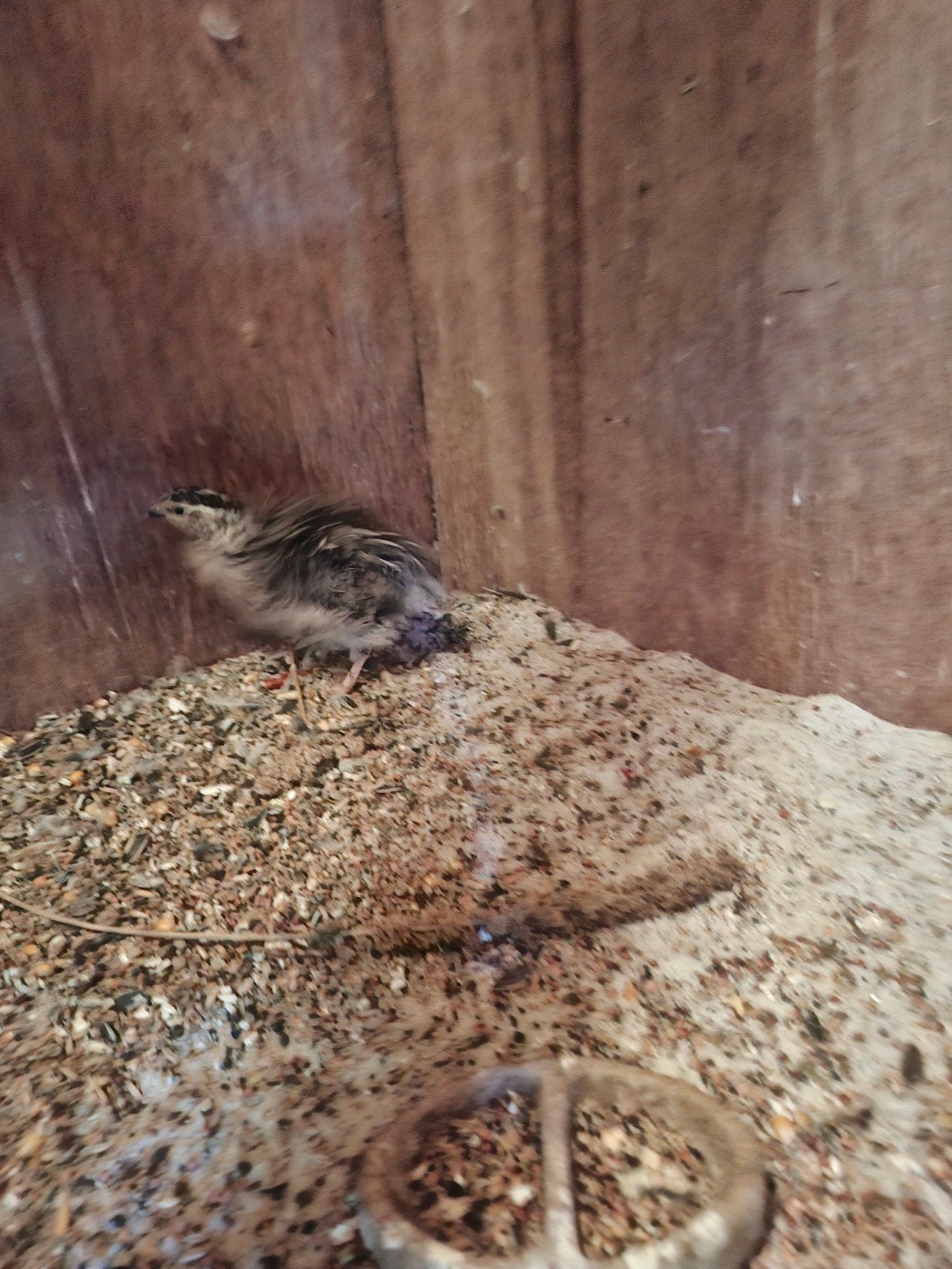 gratis 2  kwartels haantjes, Dieren en Toebehoren, Pluimvee, Meerdere dieren, Overige soorten