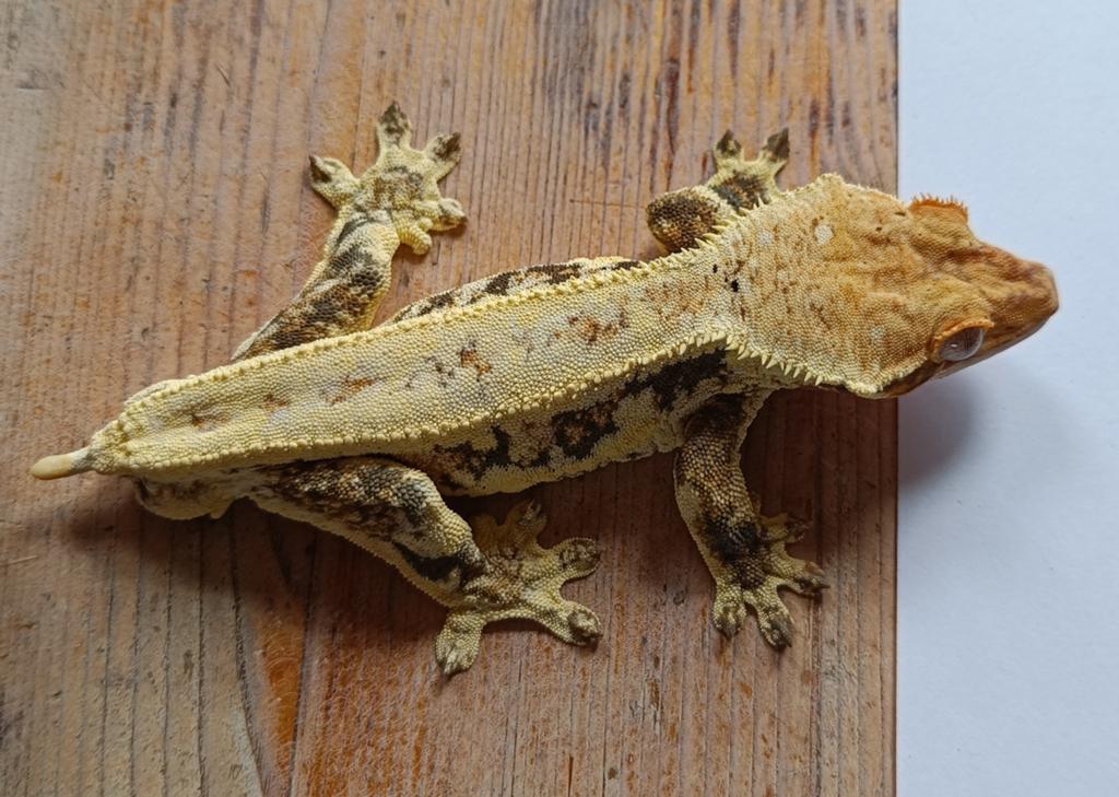 Wimpergekko man, Hagedis, 7 tot 10 jaar