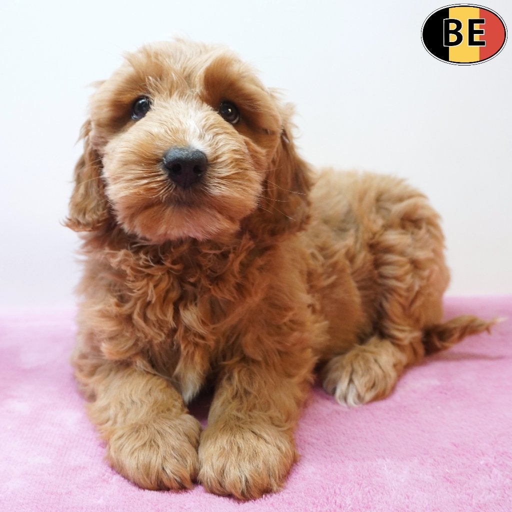 Schattige Cockapoo pups te koop (geboren in België), Dieren en Toebehoren, Honden | Retrievers, Spaniëls en Waterhonden, Meerdere dieren