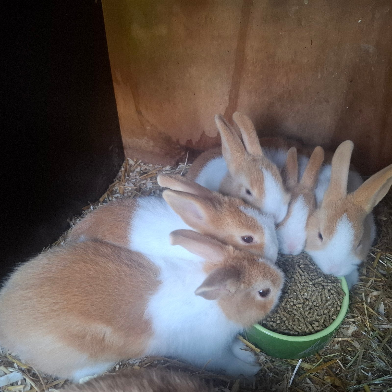Hollander konijntjes, Dieren en Toebehoren, Meerdere dieren, Middelgroot, 0 tot 2 jaar