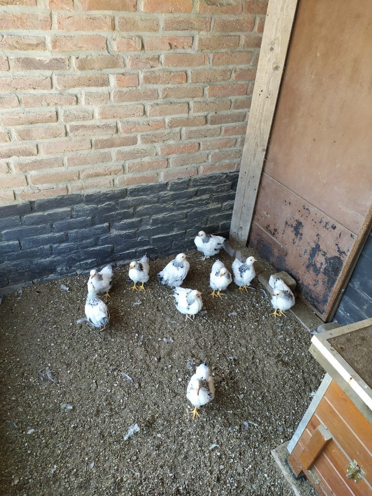 Te Koop een 5 tal wyandotte columbia krielkipjes, Dieren en Toebehoren, Pluimvee, Vrouwelijk, Kip