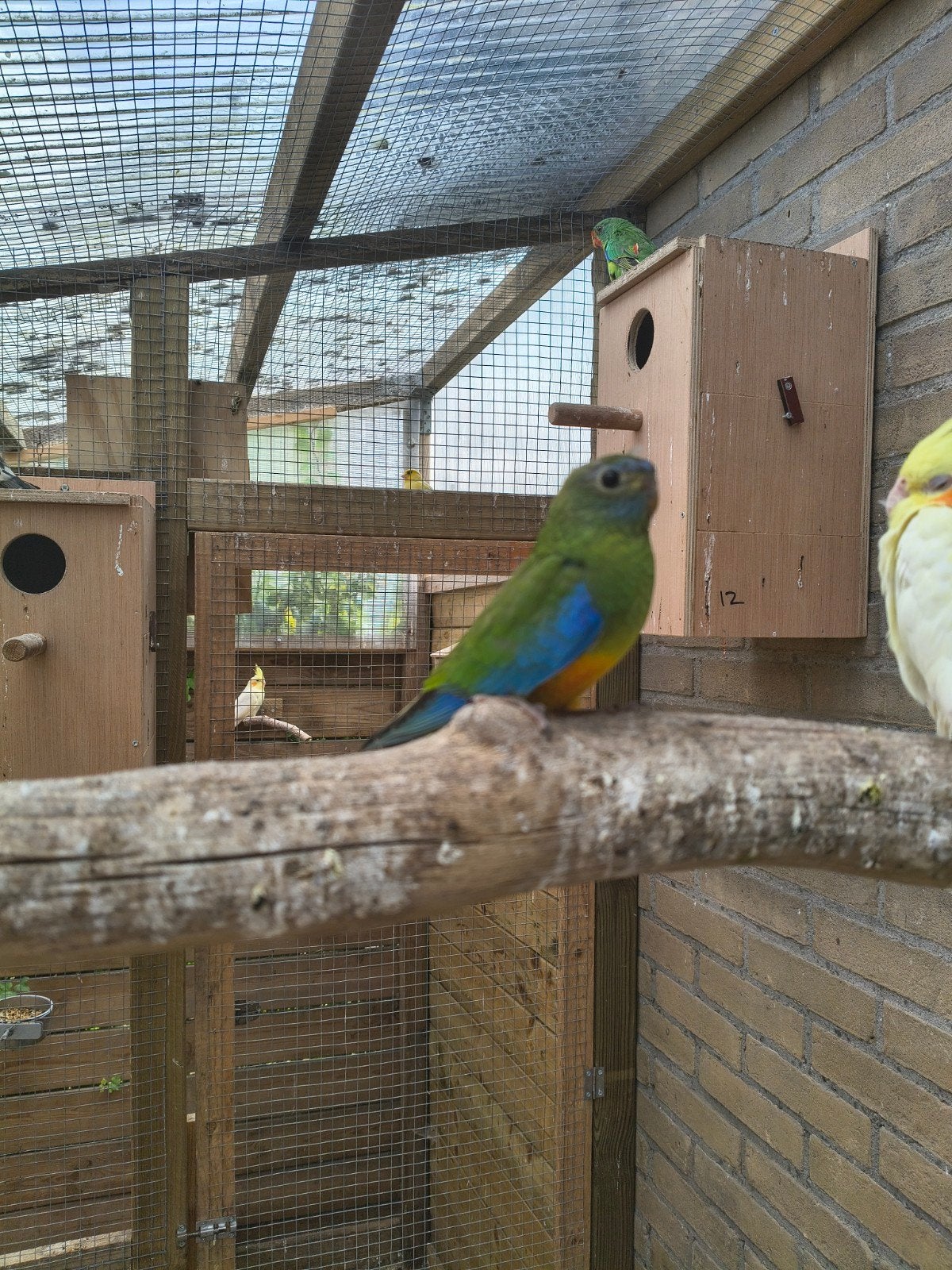 Turquoisine parkieten, Meerdere dieren, Parkiet, Geringd