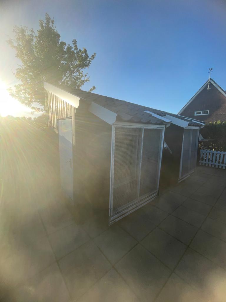Duivenhok, Mannelijk, Postduif