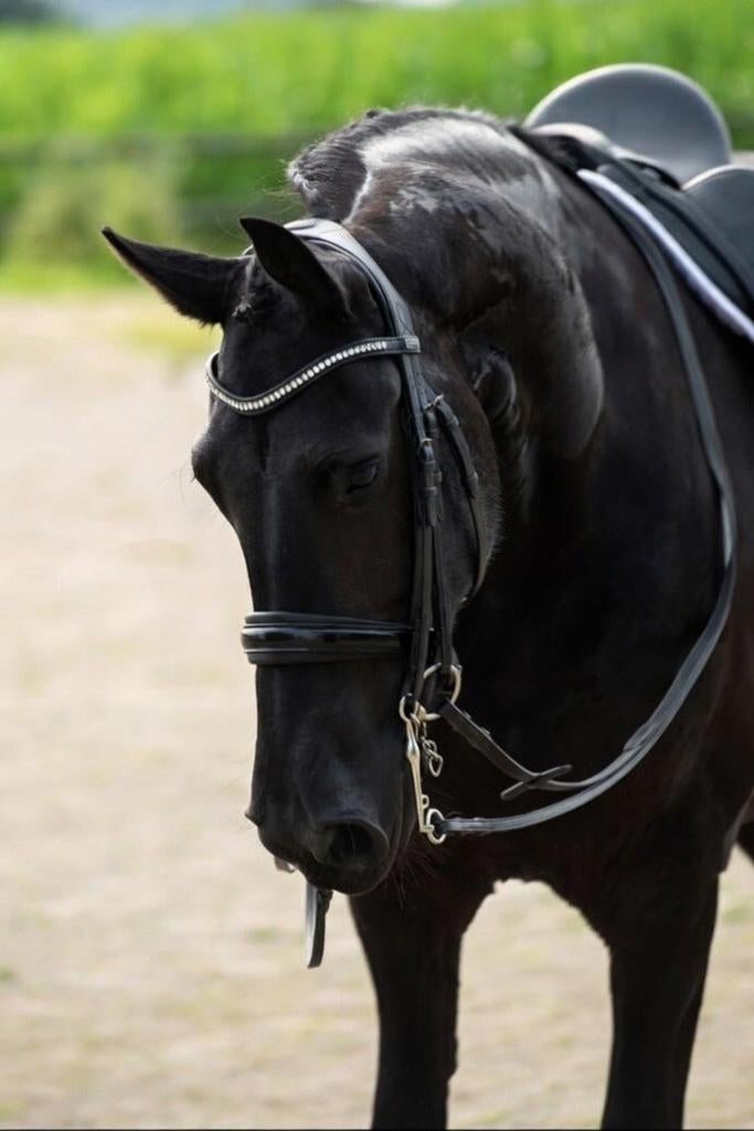 Talentvolle grote friese Z2 sportmerrie, Merrie, Dressuurpaard, 170 tot 175 cm, 7 tot 10 jaar