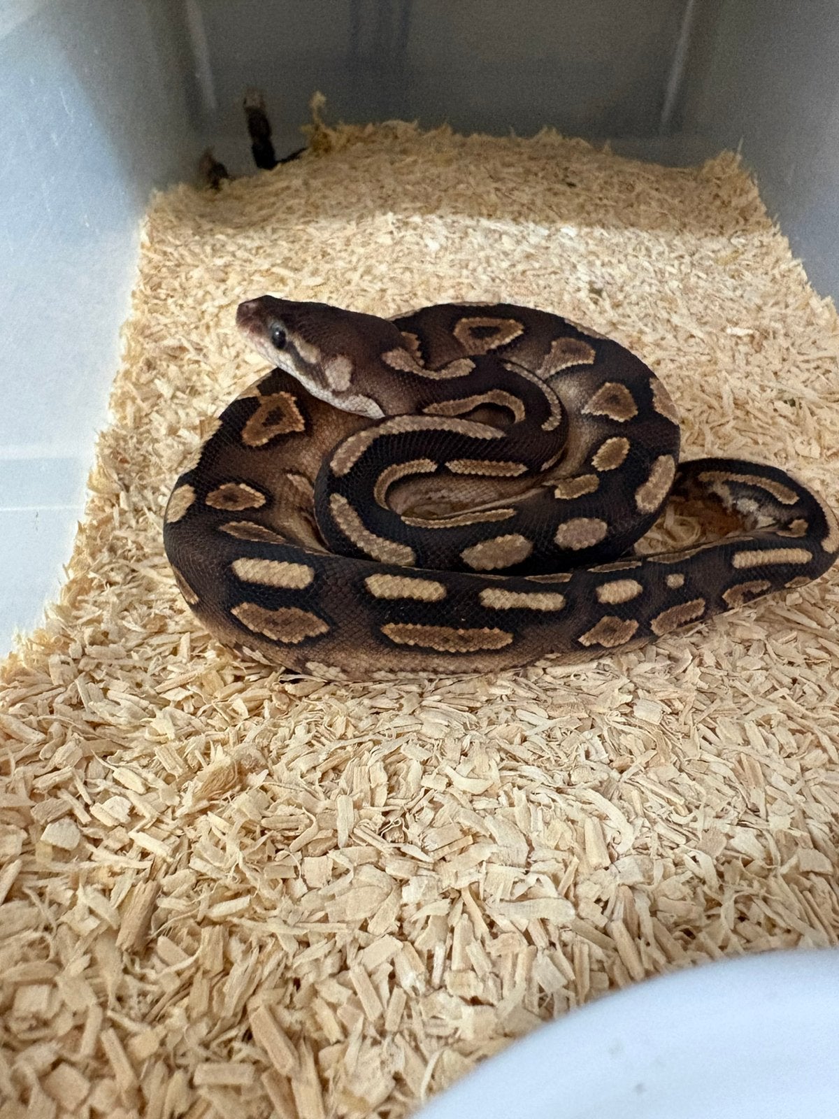 Vrouwtje cinnamon poss het dg koningspython ballpython Ball Python - female for sale from willems