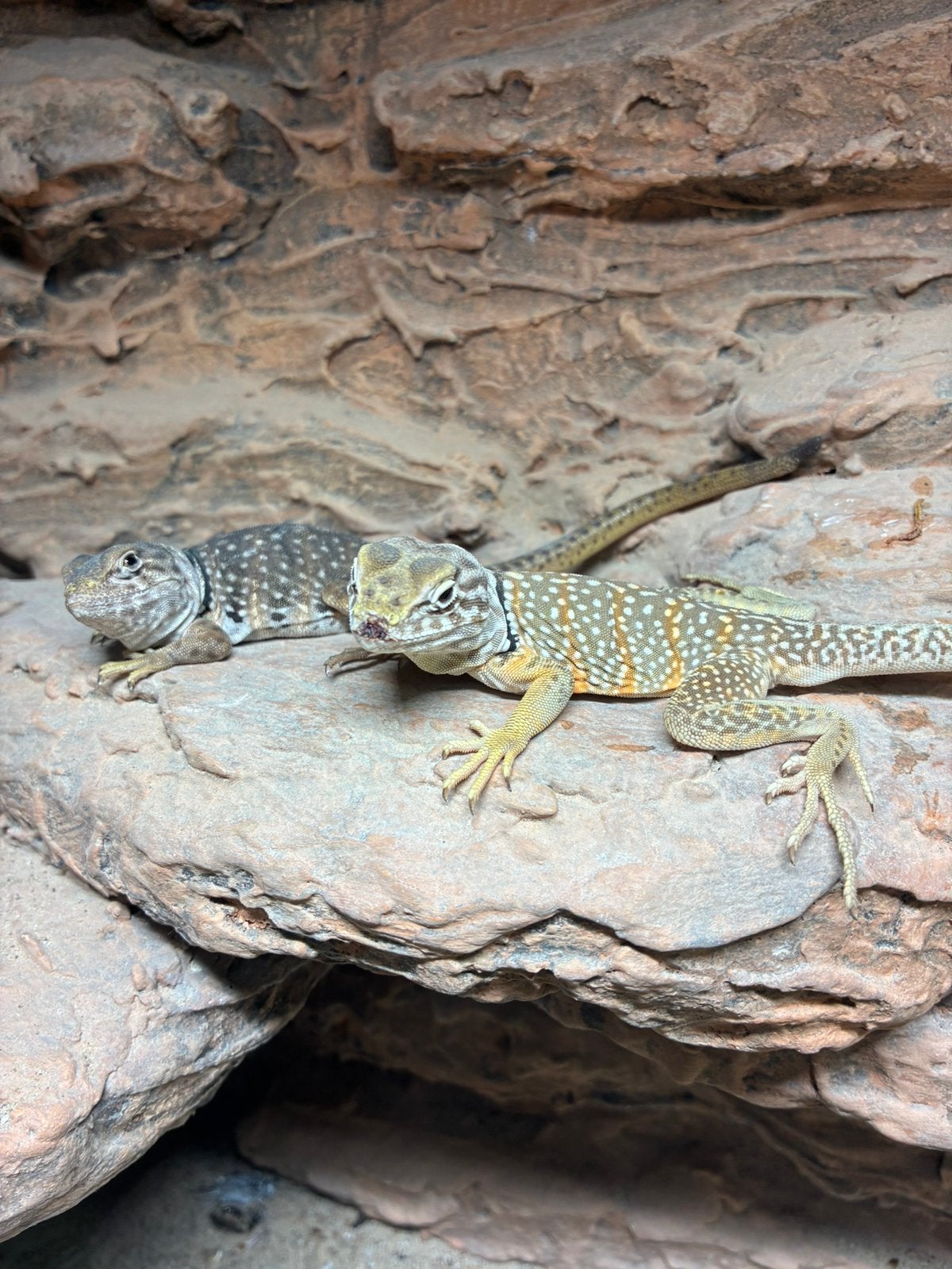 Crotaphytus nebrius 1.1 bewezen kweekkoppel te koop, Dieren en Toebehoren, Hagedis, Tam, 3 tot 6 jaar