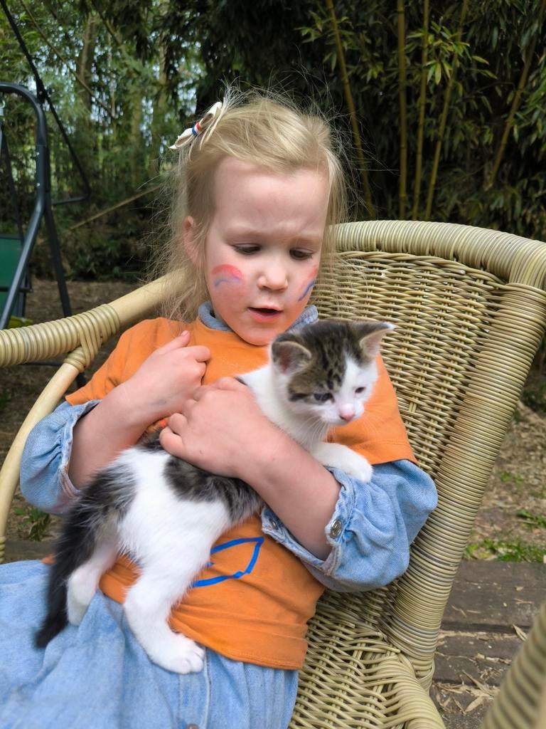 E.korthaar x maine coon/ragdolletjes, Meerdere dieren, Ontwormd