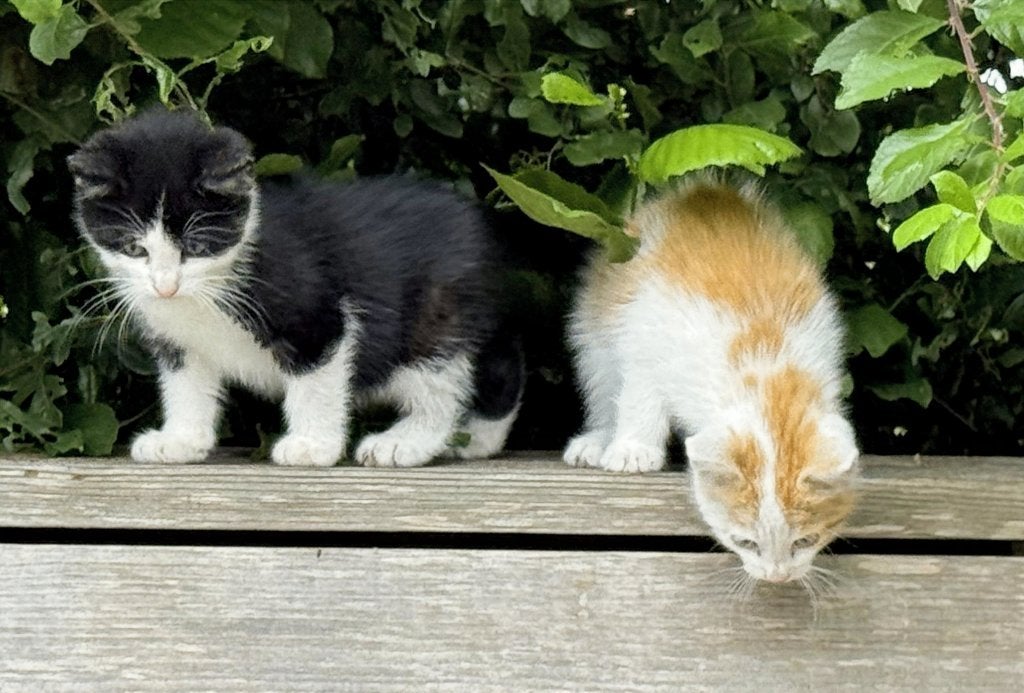 3 tamme kittens van ong. 8 weken oud zoeken fijn thuis, Geslacht onbekend, Ontwormd, 0 tot 2 jaar