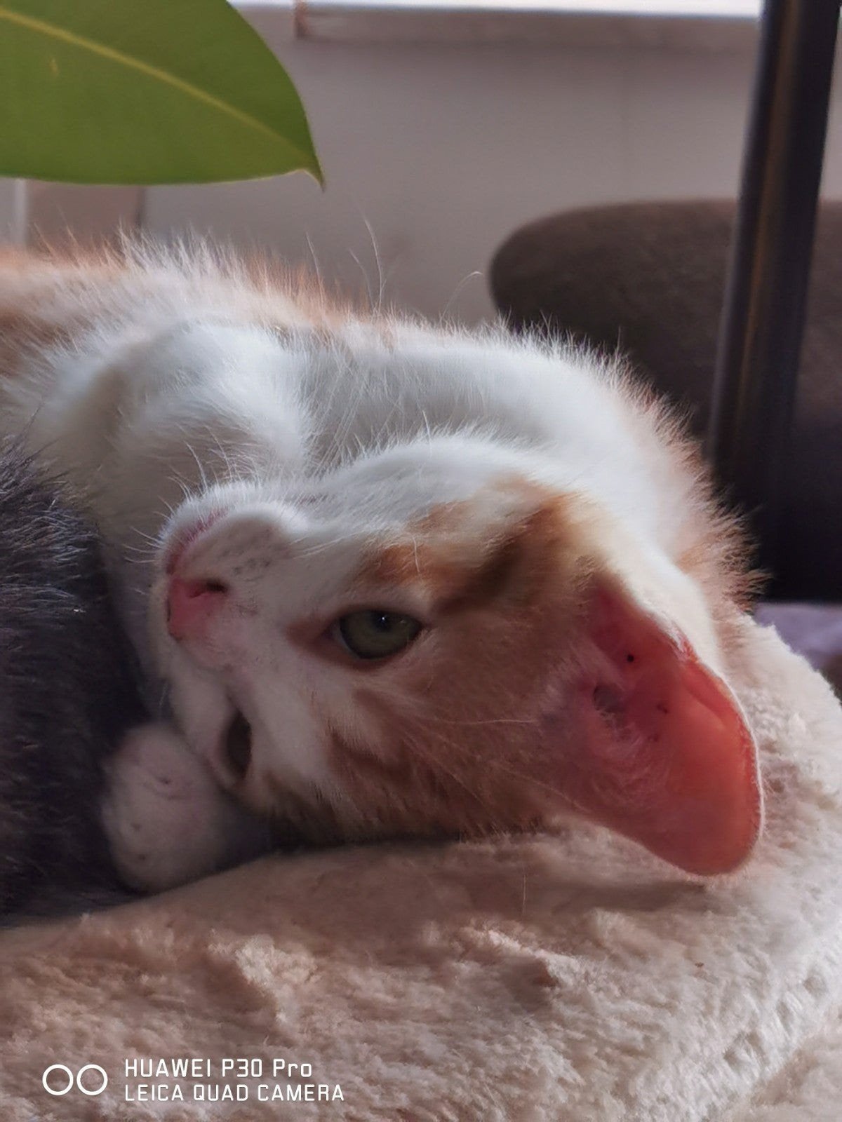 Rood met witte kitten, Dieren en Toebehoren, Katten en Kittens | Overige Katten, Kater, Kortharig, 0 tot 2 jaar