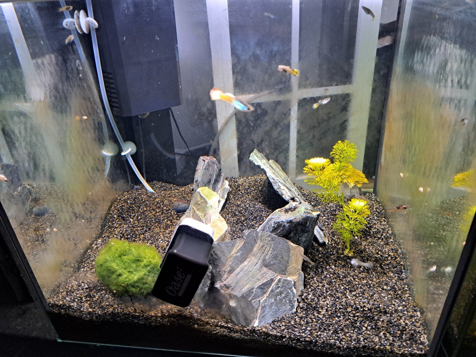 2 x Superfish Qubiq 60 Pro 
4,0(33), Ophalen, Inclusief vissen, Gevuld zoetwateraquarium, Superfish