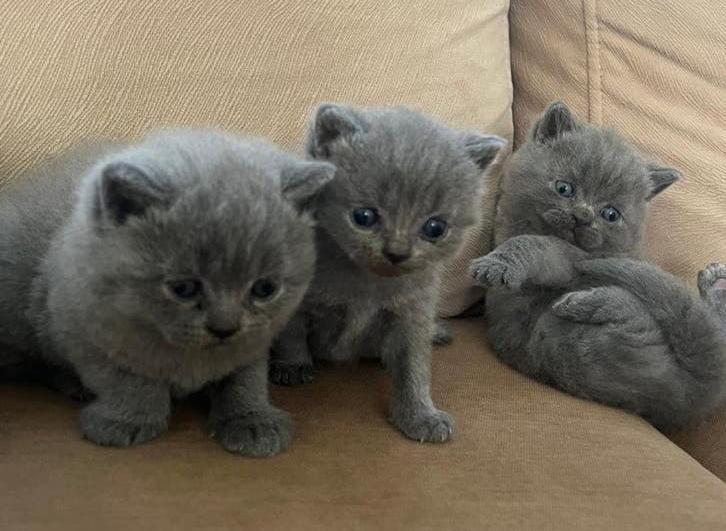 Britse Korthaar Kittens, Meerdere dieren, Ontwormd, 0 tot 2 jaar