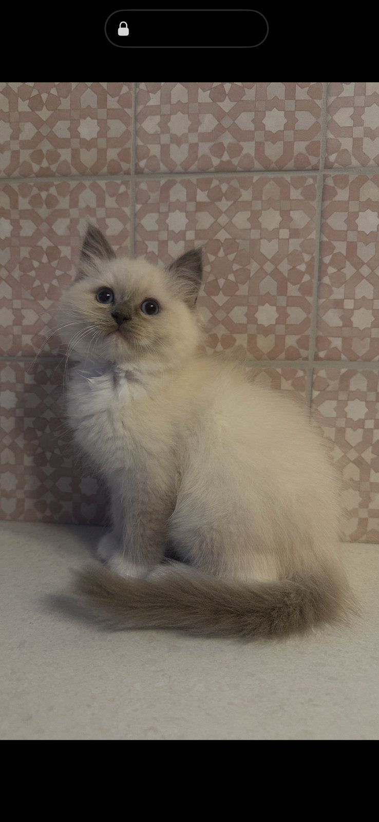 Ragdoll kittens, geteste ouders + stamboom, Meerdere dieren, Met stamboom, 0 tot 2 jaar