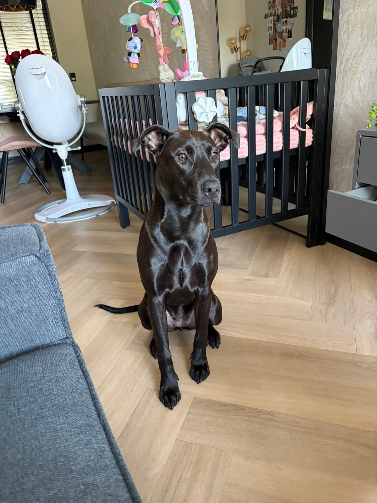 Prachtige Dobermann/XL Bully pup te koop – Luna, 15 weken tot 1 jaar, Teef, Eén hond, Nederland