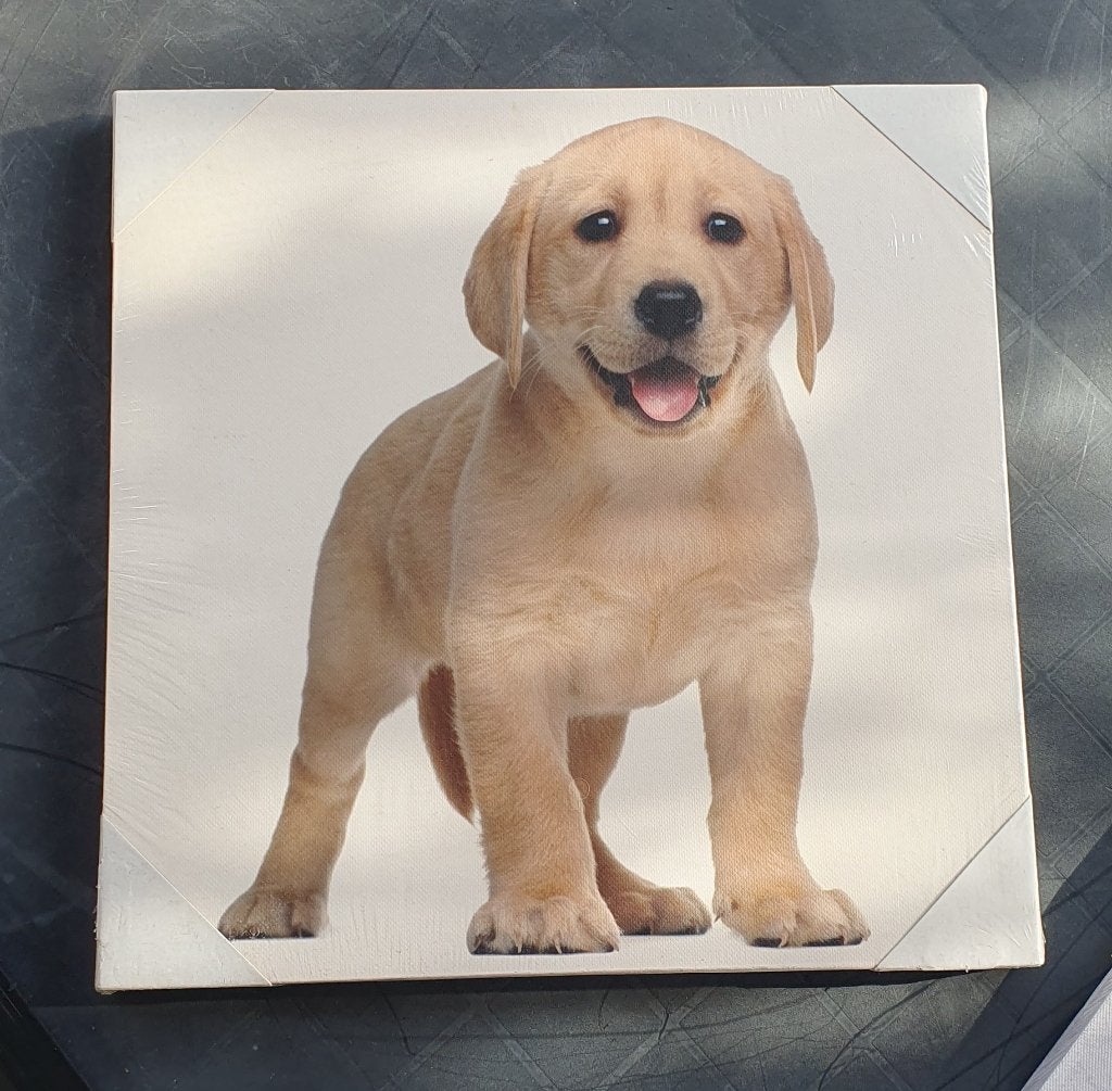 Foto op canvas labradorpuppy NIEUW alleen ophalen, Ophalen, Minder dan 50 cm, Nieuw, Foto of Poster