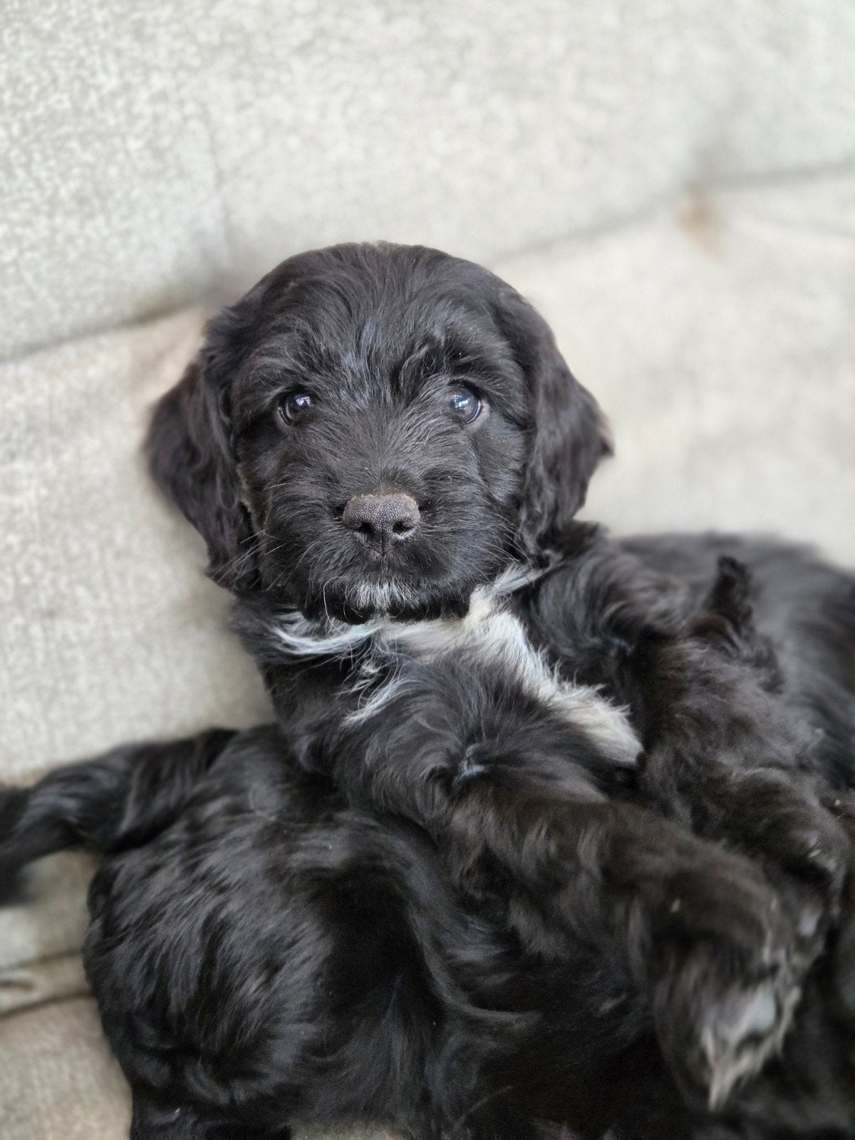 Sproodle pups mogen 't nestje verlaten, Parvo, Overige rassen, 8 tot 15 weken, Meerdere