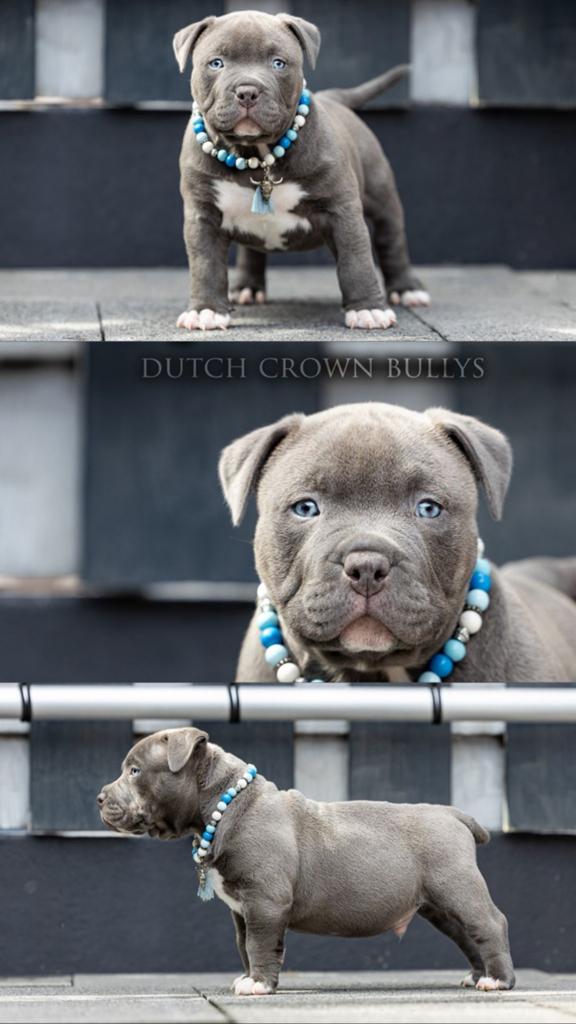 American pocket bully puppies mogen het nest verlaten, 8 tot 15 weken, Bulldog, Meerdere, Meerdere dieren