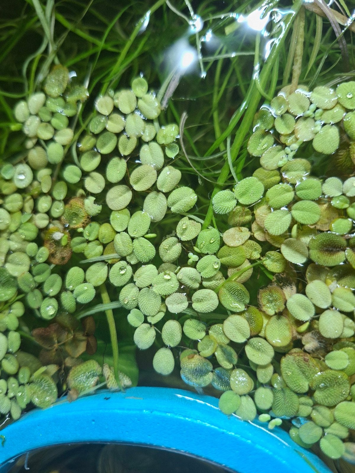 Salvinia natan Drijfplantjes, Ophalen, Plant(en), Steen of Hout