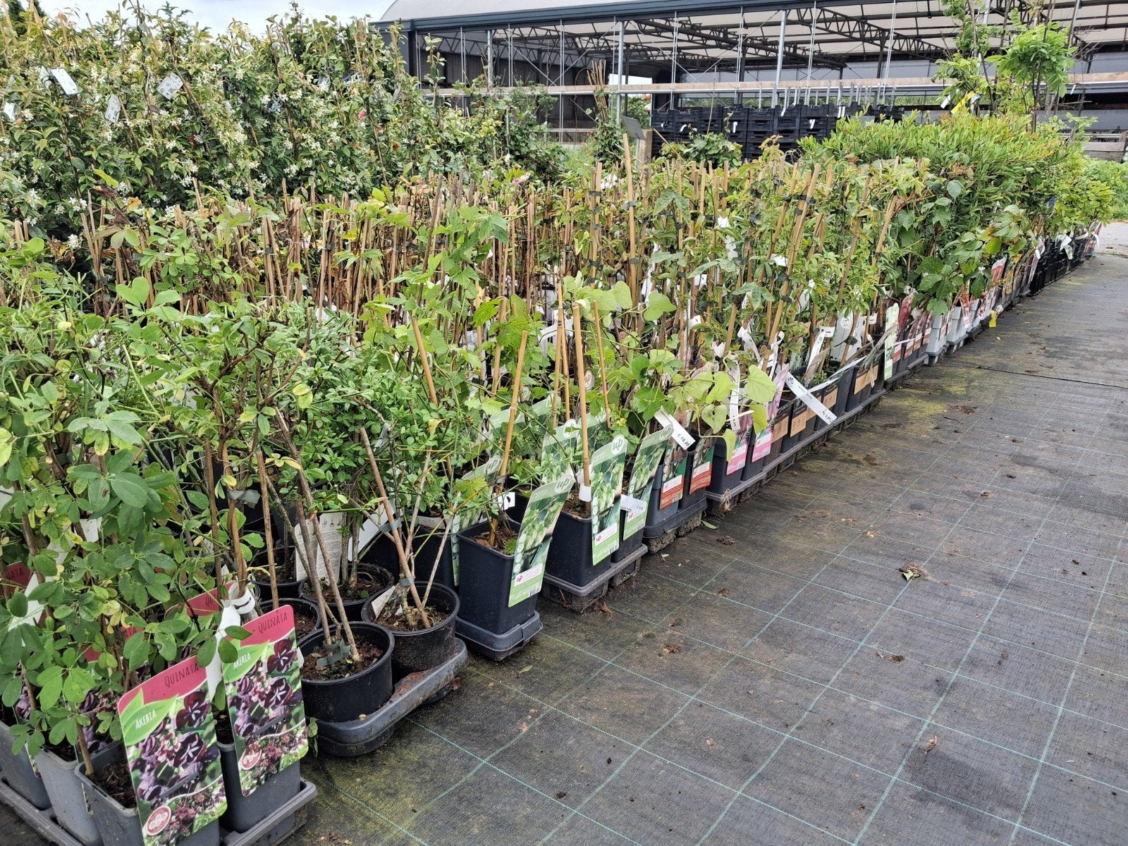 Diverse Klimplanten rozen clematis lonicera passiebloem, Vaste plant, Ophalen of Verzenden, Halfschaduw, Klimplanten
