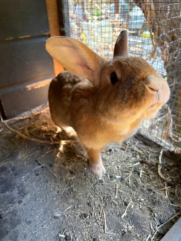 2 Leuke Konijnen, Dieren en Toebehoren, Konijnen, Meerdere dieren, Middelgroot, 3 tot 5 jaar