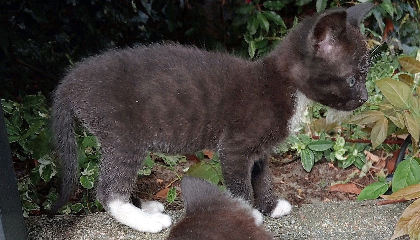 Foto 4 van z.s.m. weg nog 1. Leuke unieke kittens vn Siamese moederpoes