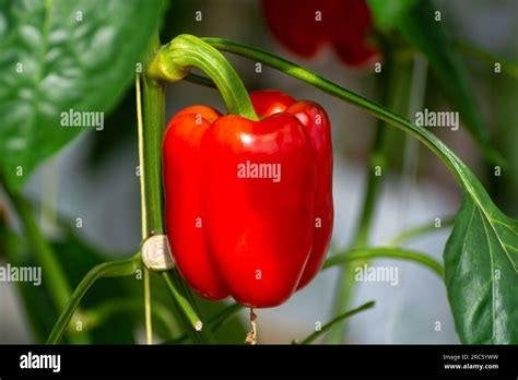 Paprika rood - Biologische zaden, Tuin en Terras, Verzenden, Voorjaar, Volle zon, Zaad