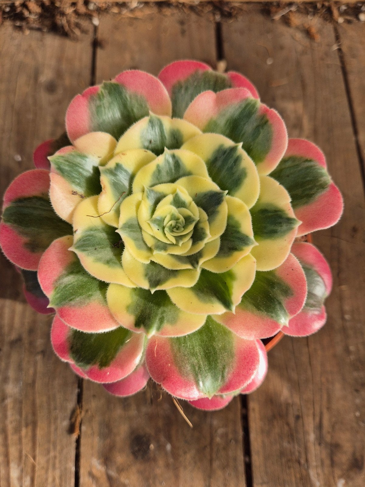 Aeonium p10 (2), Ophalen of Verzenden, Halfschaduw, Minder dan 100 cm