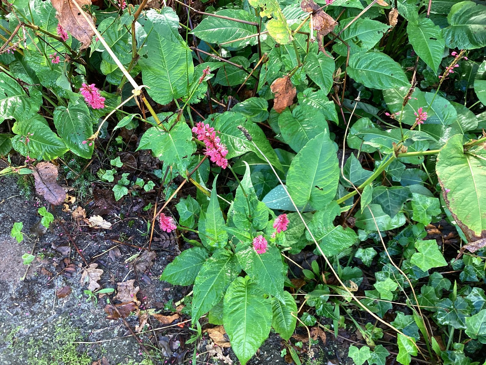 Planten, gratis ophalen, Tuin en Terras, Overige soorten, Minder dan 100 cm, Zomer, Ophalen