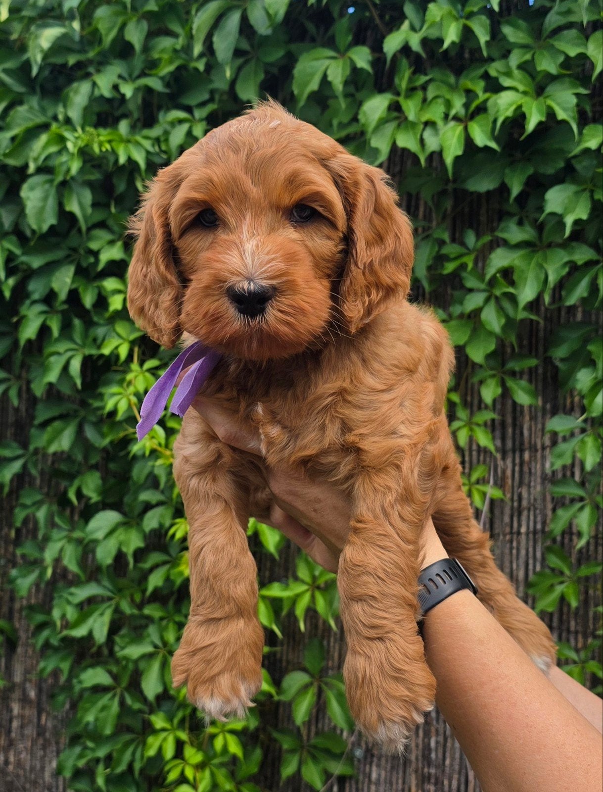 100% Red Australian labradoodle pup., Dieren en Toebehoren, Honden | Retrievers, Spaniëls en Waterhonden, 8 tot 15 weken, Parvo