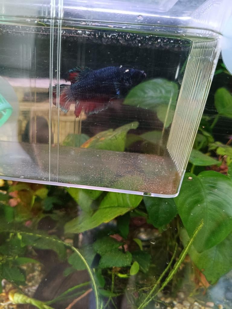 Mooie Betta, Dieren en Toebehoren, Vis