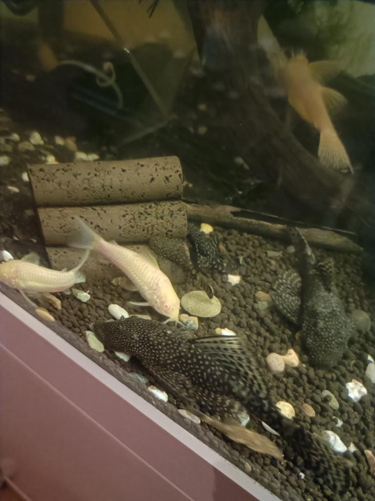 Algeneter zwart/albino, Dieren en Toebehoren, Vissen | Aquariumvissen, Vis
