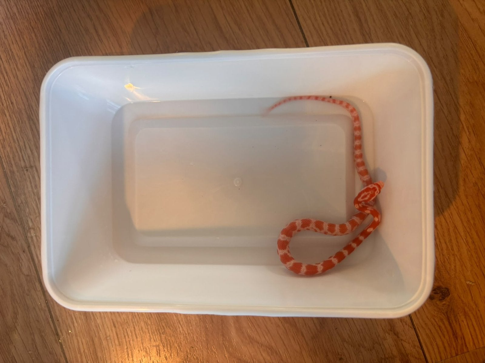 Jonge rattenslangen te koop. Mogen  al verhuizen Rat Snake photo 4