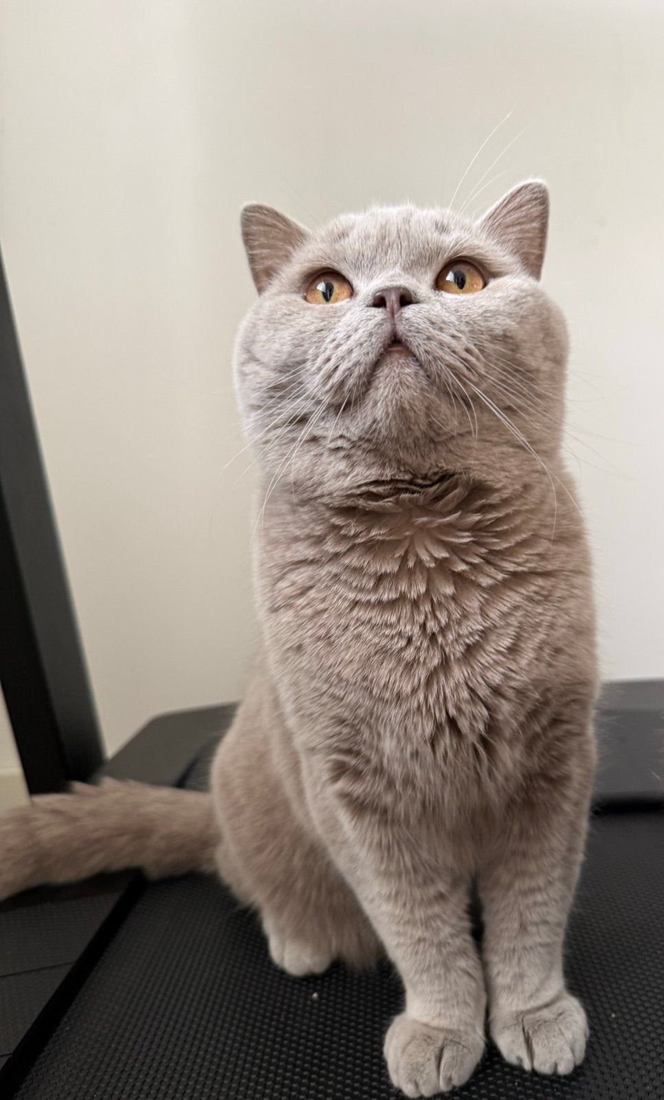 Brits korthaar, Dieren en Toebehoren, Katten en Kittens | Raskatten | Korthaar, Kater, Ontwormd, 0 tot 2 jaar