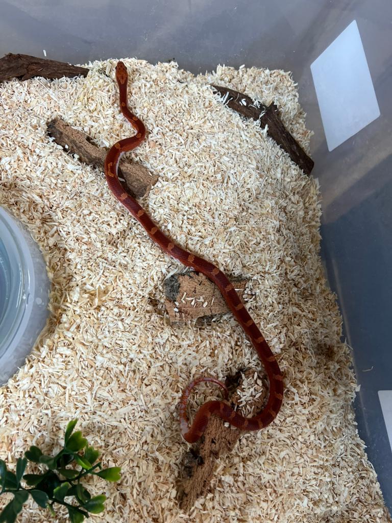 Rattenslang bloodred pied Rat Snake - female for sale from Julio