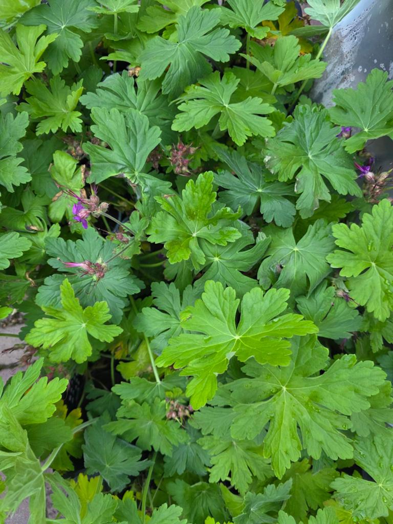 Geranium Macrorrhizum 0,95 cent per stuk, Ophalen, Overige soorten, Minder dan 100 cm