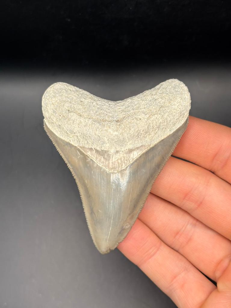 Megalodon haaientand Bone Valley 2, Ophalen of Verzenden, Fossiel