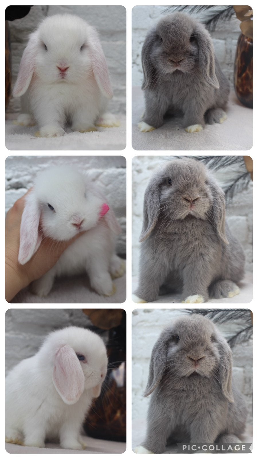 Raszuiver minilop baby koppeltje, Meerdere dieren, Dwerg
