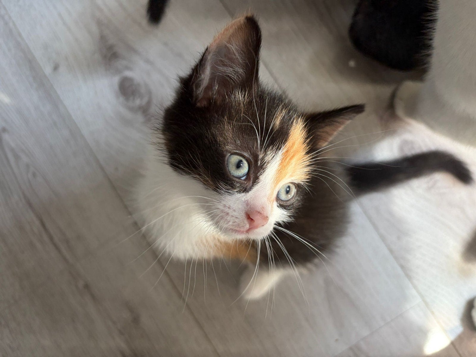 Kitten te koop 70 euro een meisje