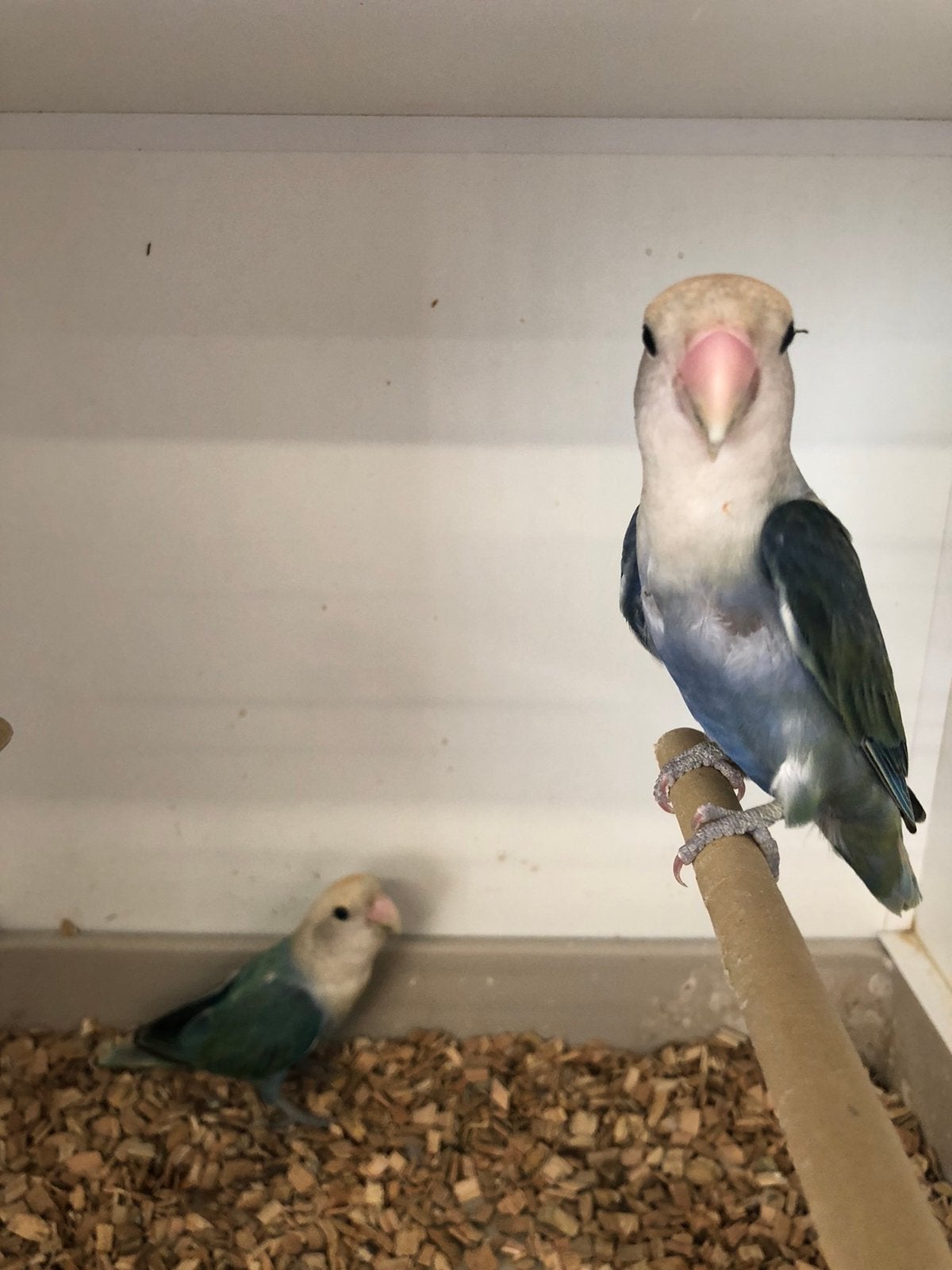 Koppel rosé collie,s, Meerdere dieren, Dwergpapegaai of Agapornis