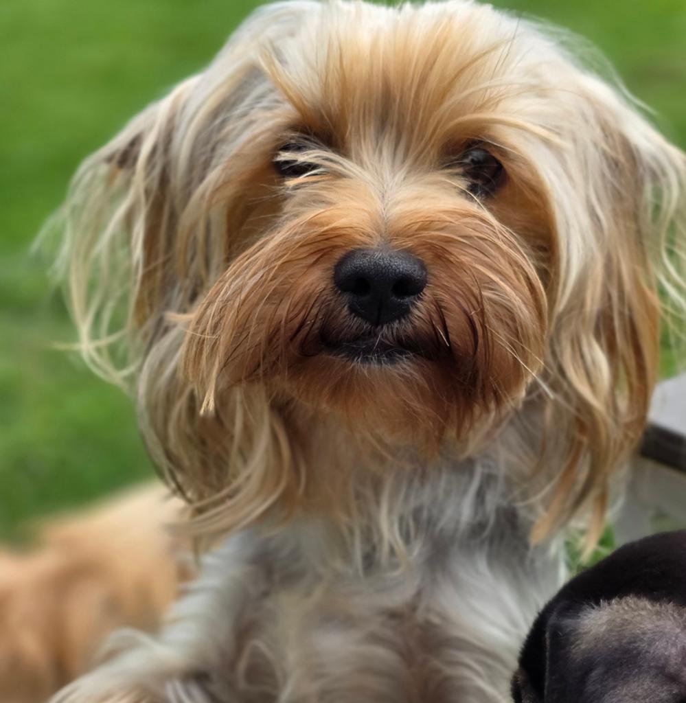 Kleine Yorkshire Terrier herplaatser, Dieren en Toebehoren, Particulier, 1 tot 2 jaar, Buitenland, Parvo