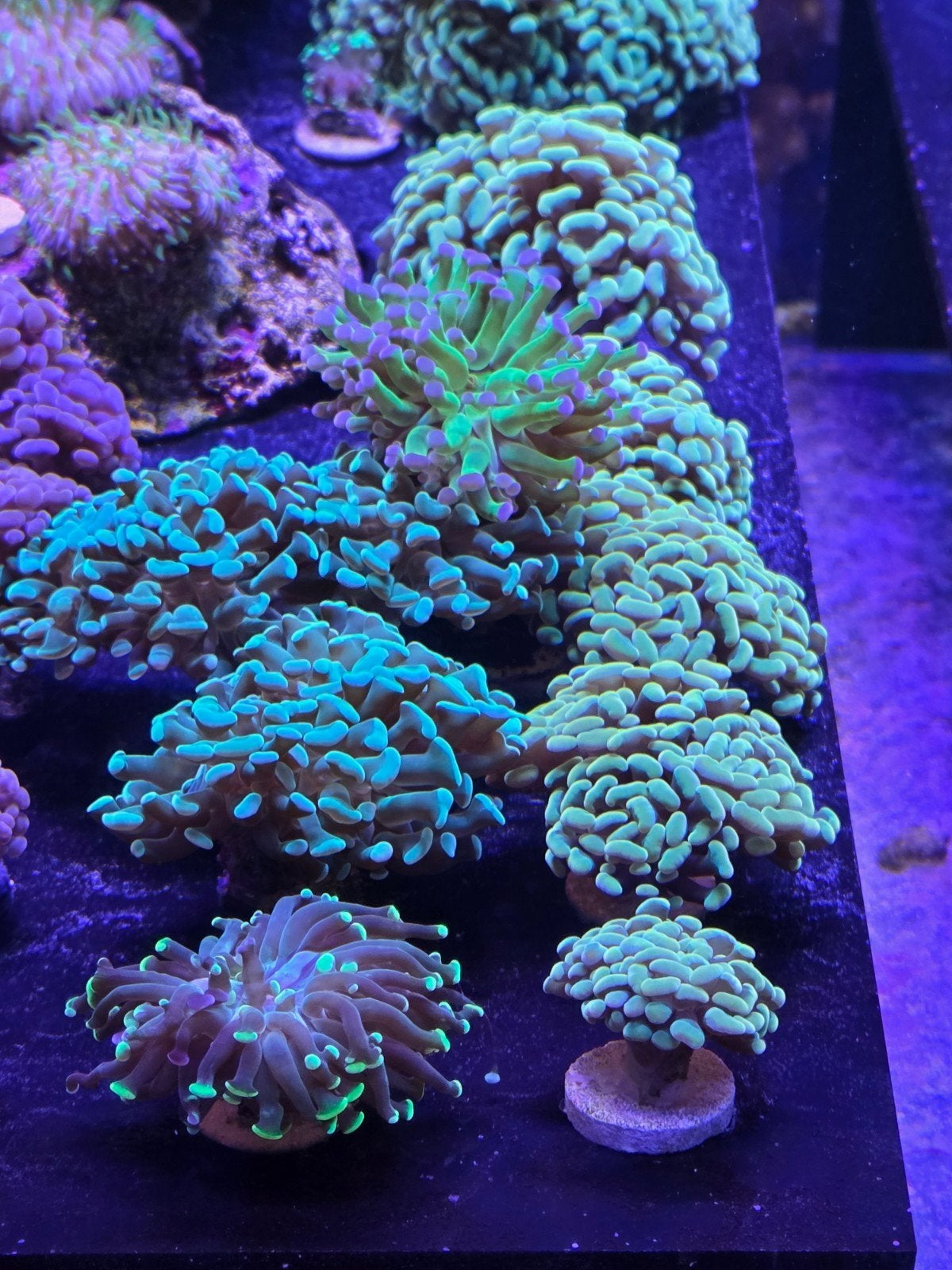 Euphyllia Paraancora diverse kleuren, Vis, Zoutwatervis