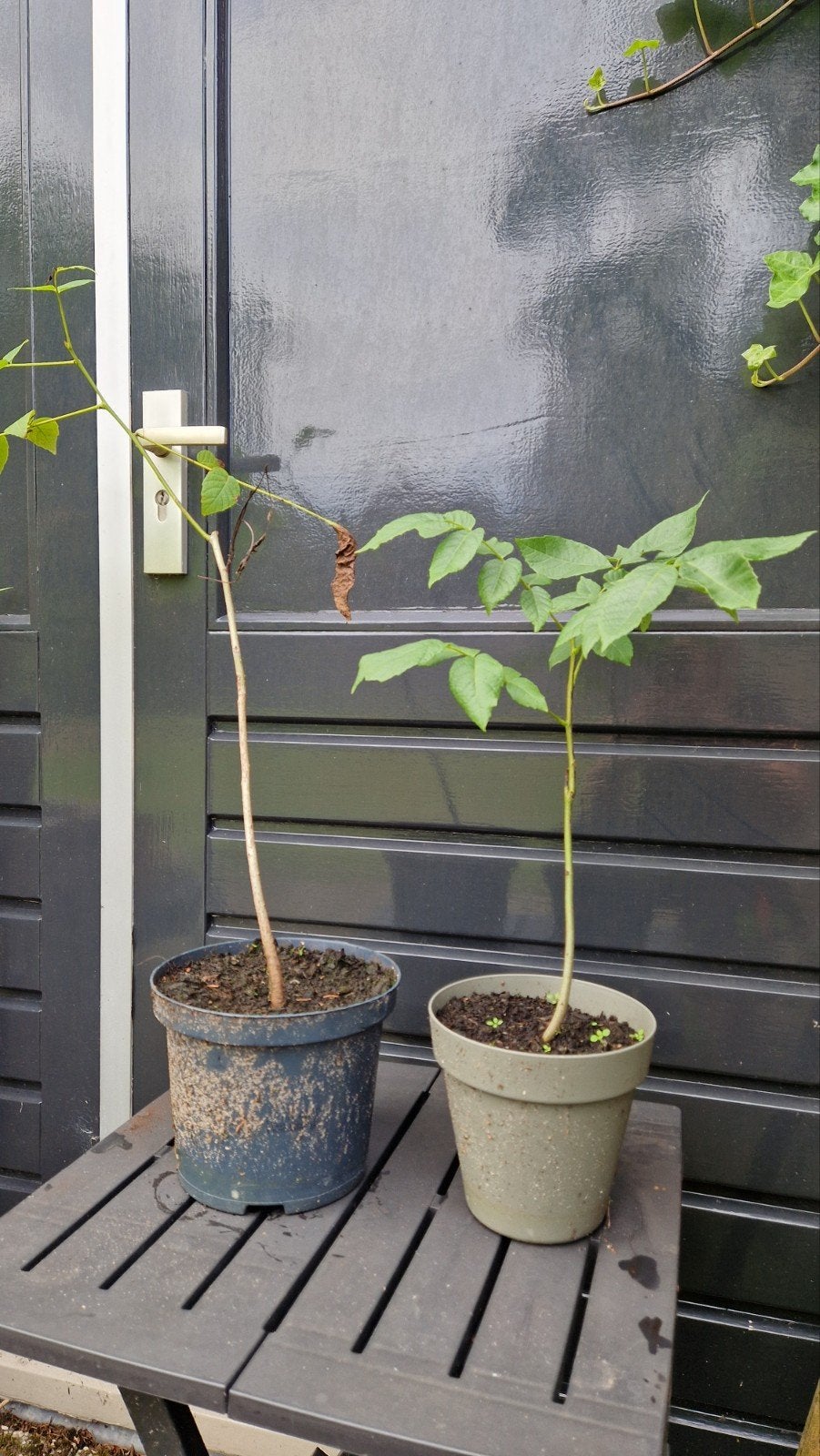Jonge Walnootboom (Juglans regia) - Vaste plant, Ophalen, Volle zon, Overige soorten