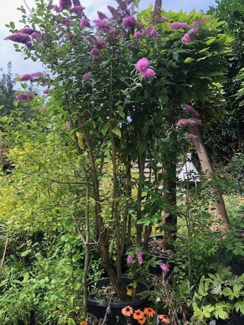 Vlinderstruik in grote kuip , ongeveer 270 cm hoog ex kuip, Tuin en Terras, Ophalen, Vlinderstruik, Struik, 250 cm of meer