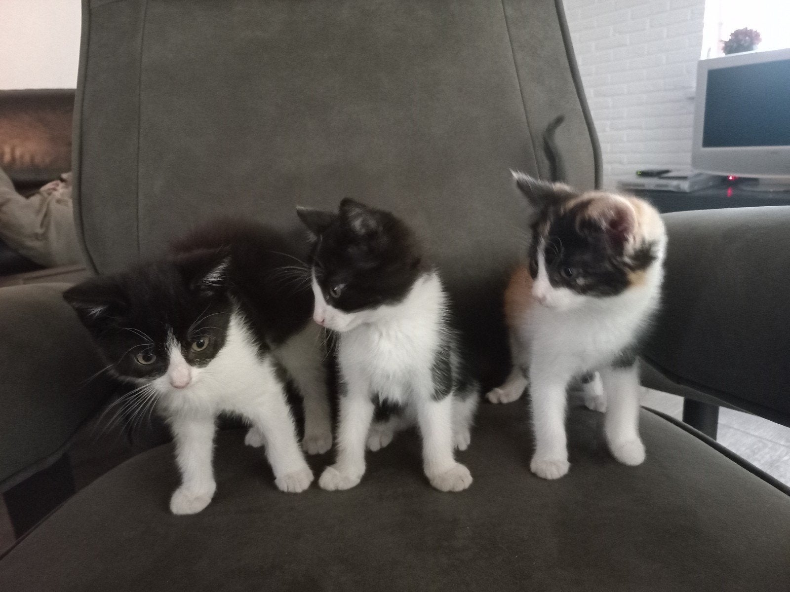 3 lieve kittens te koop!, Dieren en Toebehoren, Katten en Kittens | Overige Katten, Kortharig, Meerdere dieren, 0 tot 2 jaar