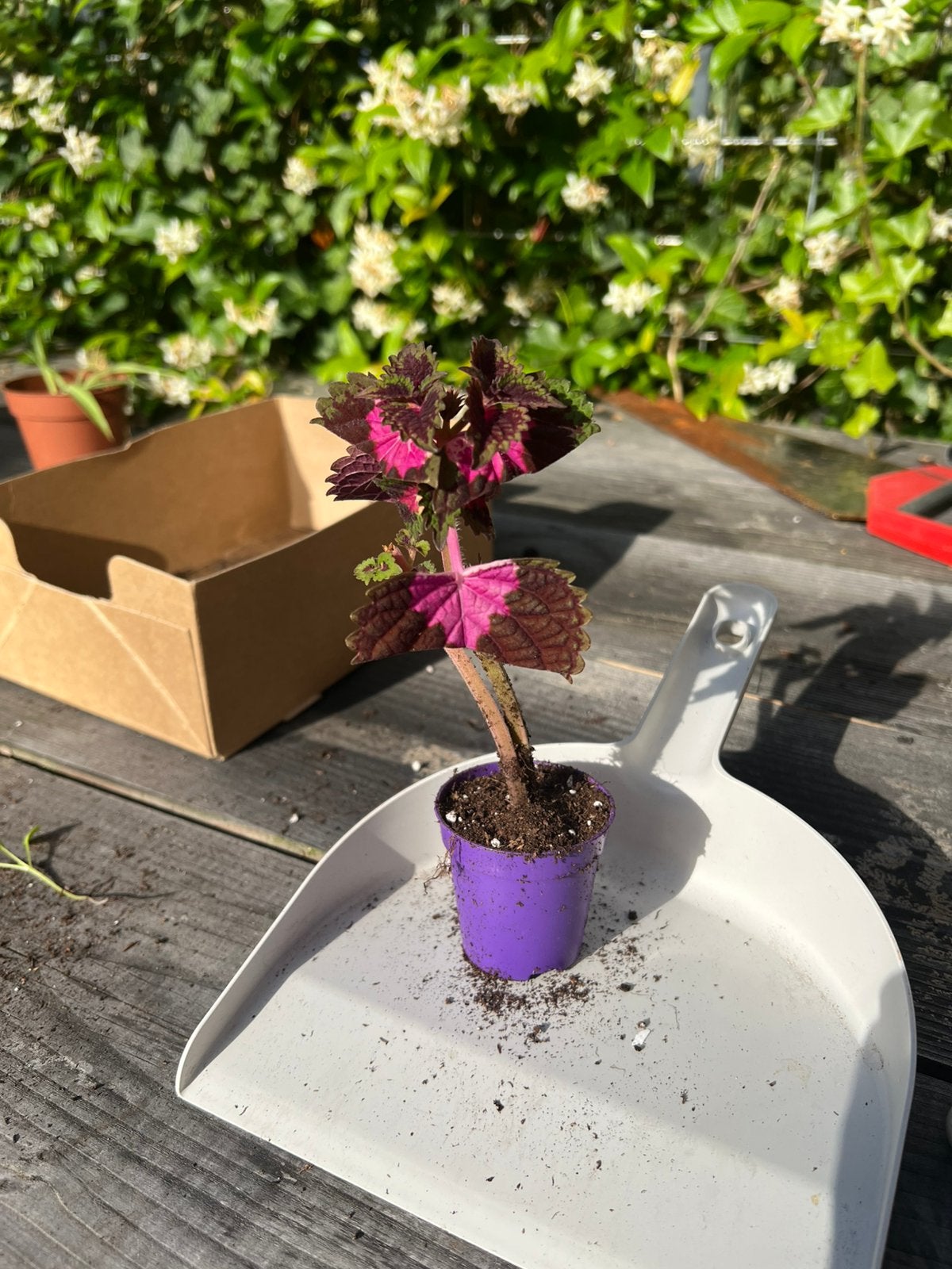 Roze netel, Ophalen, Halfschaduw, Minder dan 100 cm