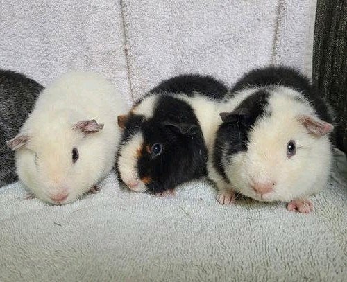 Schattige jonge cavia's US Teddy, Dieren en Toebehoren, Knaagdieren, Cavia, Mei, Meerdere dieren, Tam