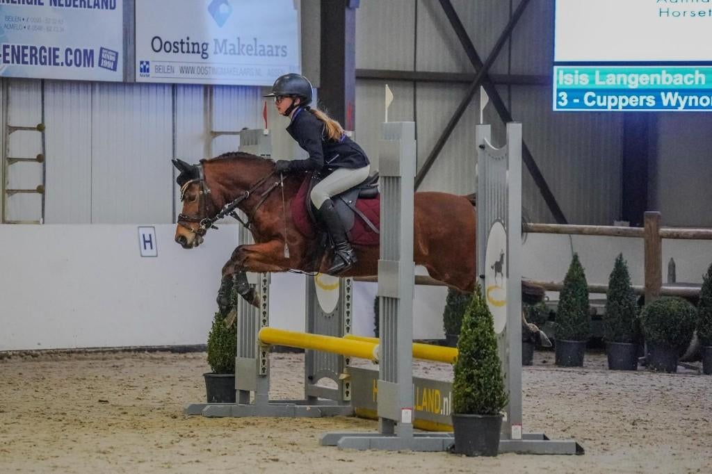 Knappe en ervaren kinder- / sportpony (B pony), Merrie, Met stamboom, Springpony, L
