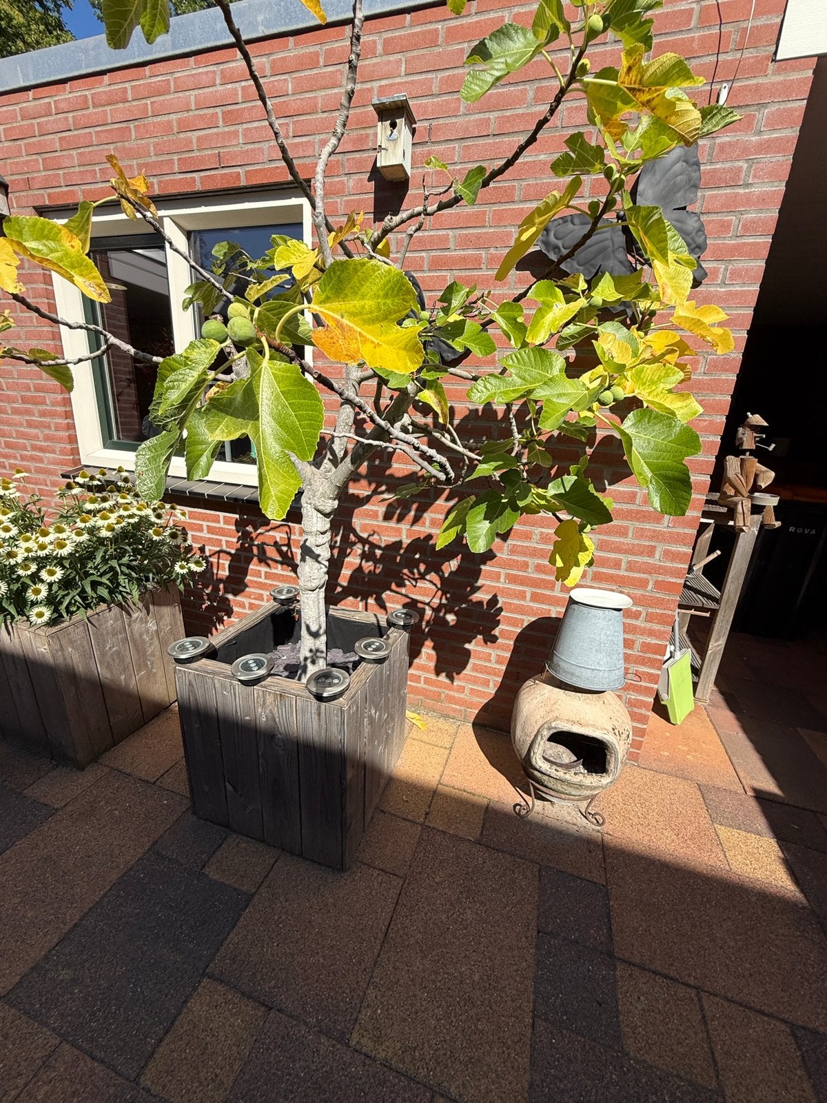 Mooie vijgenboom hoogte incl bak, Ophalen, Lente, In pot, Vijgenboom