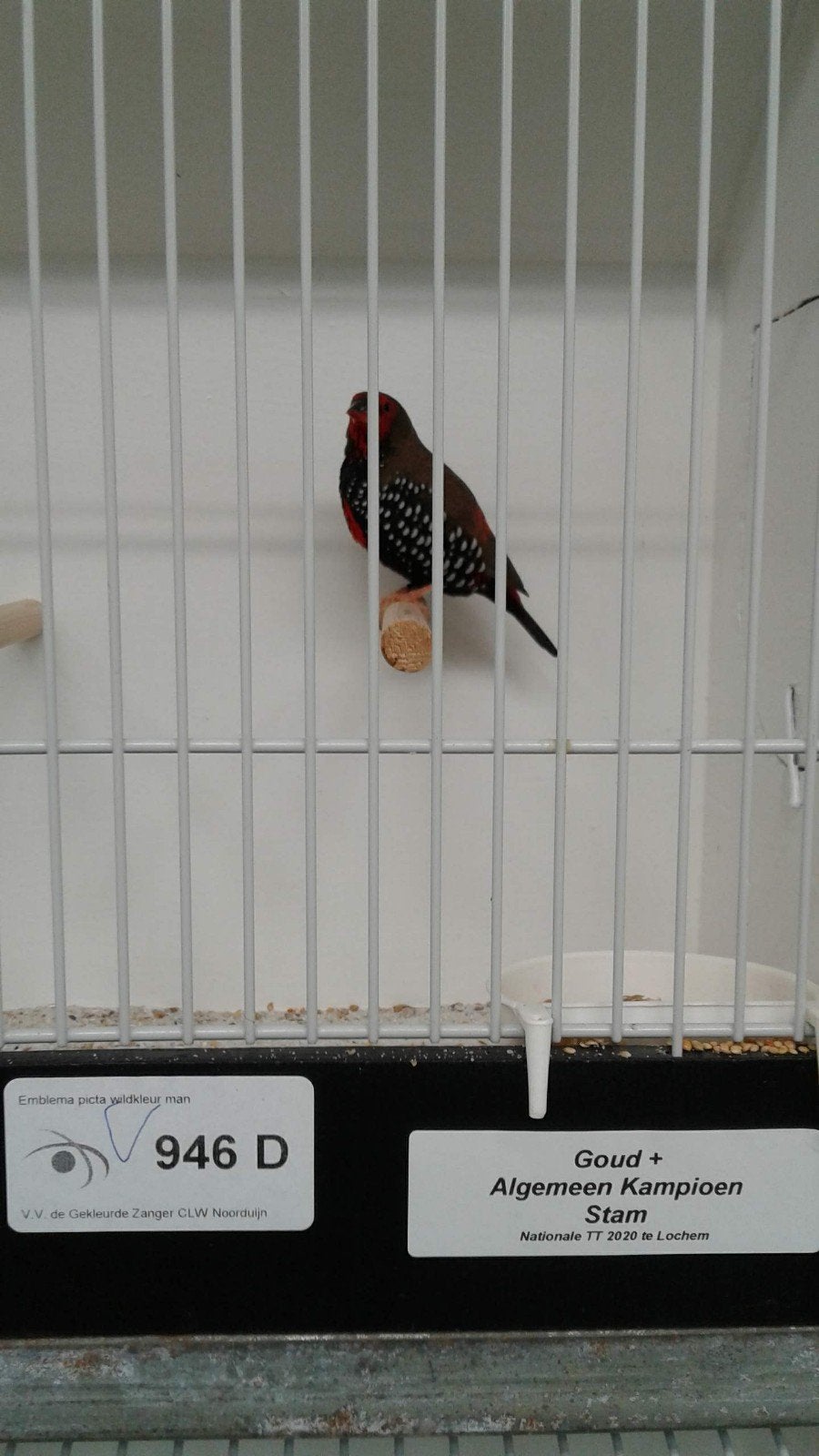te koop gevraagd, Dieren en Toebehoren, Vrouwelijk