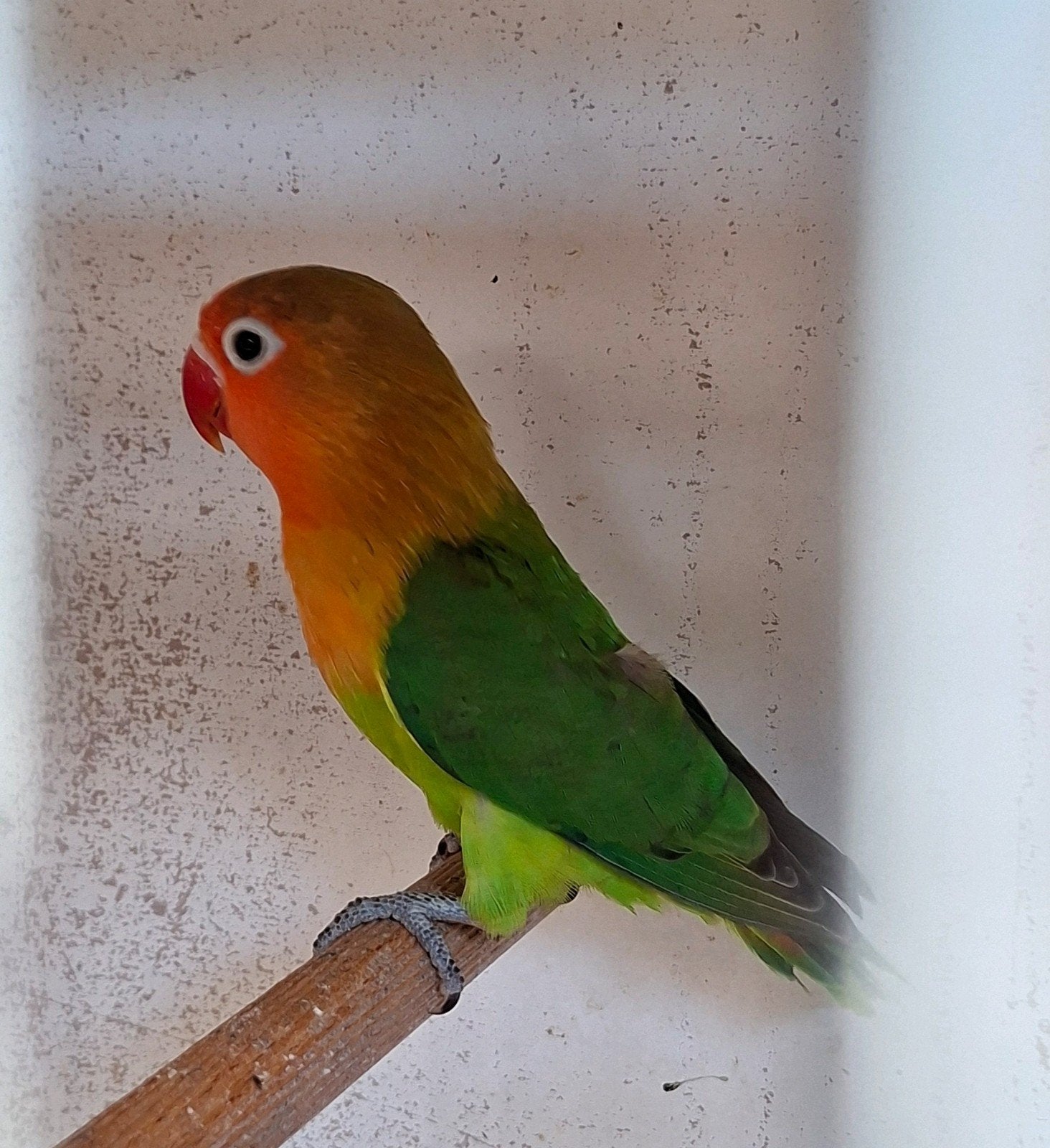 Agapornis Fischeri jongen, Dieren en Toebehoren, Vogels | Parkieten en Papegaaien, Geslacht onbekend, Dwergpapegaai of Agapornis